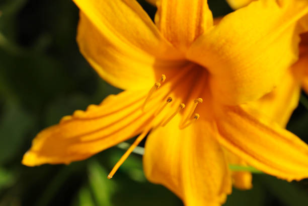 Bright orange-gold colored oleander flower (Natural+flashlight, close-up macro photography)