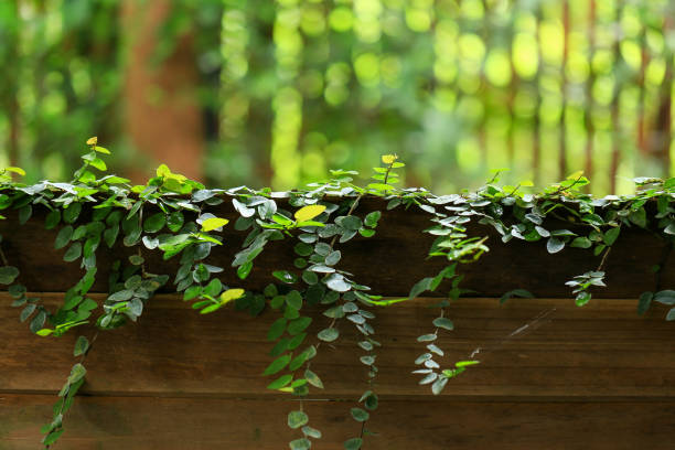 Green leaves background, green leaves texture background, green leaves background