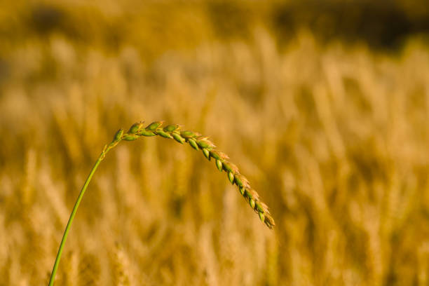 ripening ear of spelt close-up in the sunset rays
