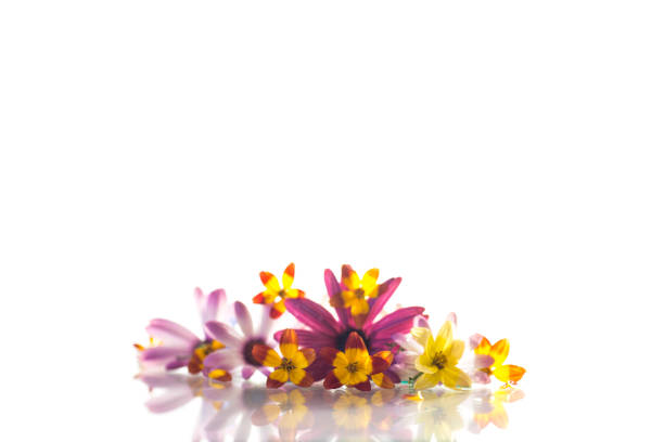 Floral abstract