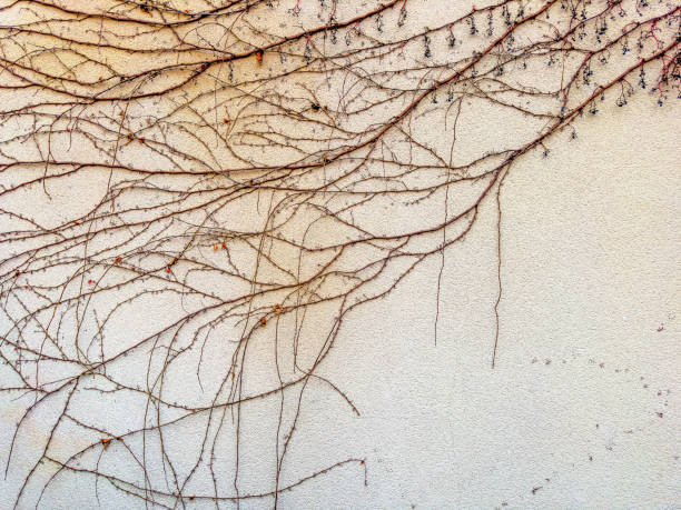 Close up building exterior with ivy