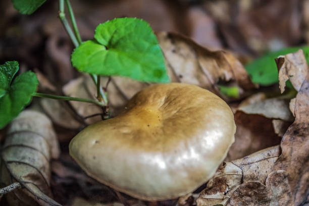 Macro  - Forest - Europe, Romania