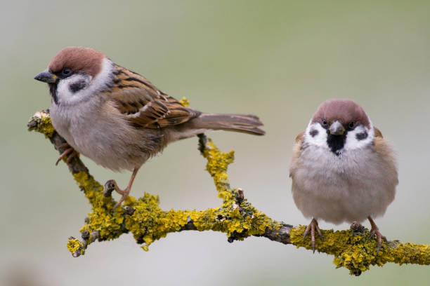 istock Bird - Tree sparrow Passer montanus, winter time Poland Europe 2162868392