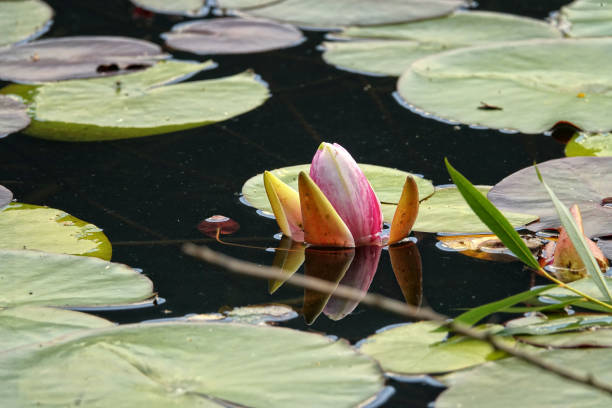 istock Beautiful pink water lily flower 2162869124