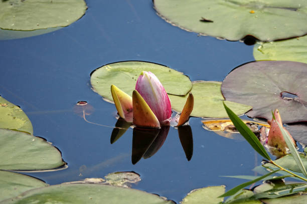 istock Beautiful pink water lily flower 2162869316