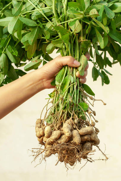 istock Holding peanut stem in the farmland 2162869468
