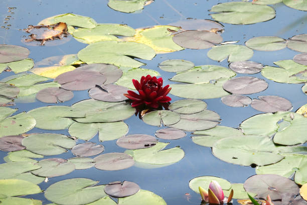 istock Beautiful red water lily flower 2162869670