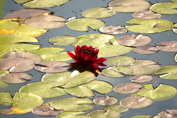 istock Beautiful red water lily flower 2162869777