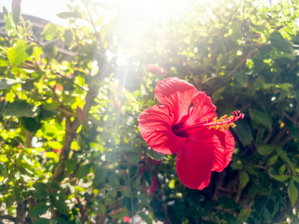 A may flower on a person's palm