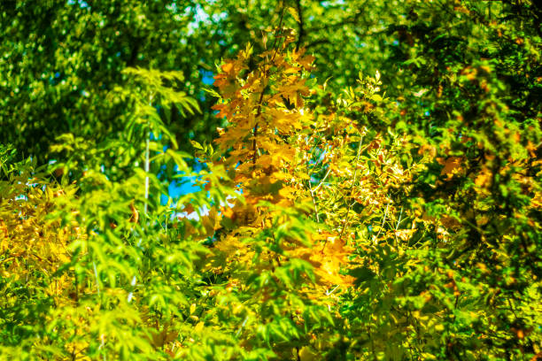 Beginning of autumn. Autumn background with maple leaves.