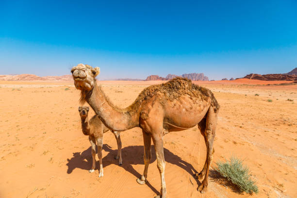 istock Camel calf nursing in Wadi Rum desert 2162870567