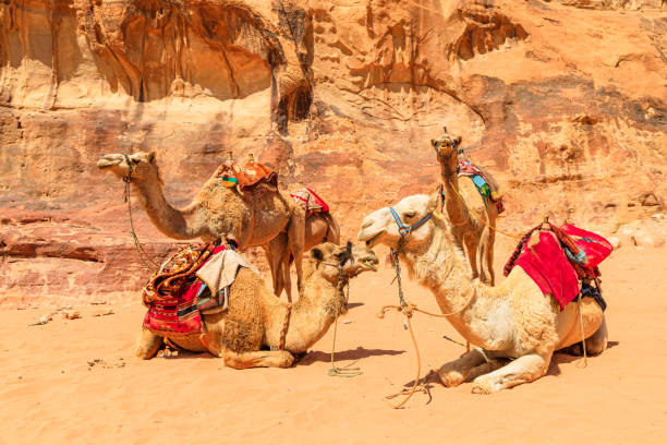 istock Camels resting in Wadi Rum desert, Jordan 2162870569