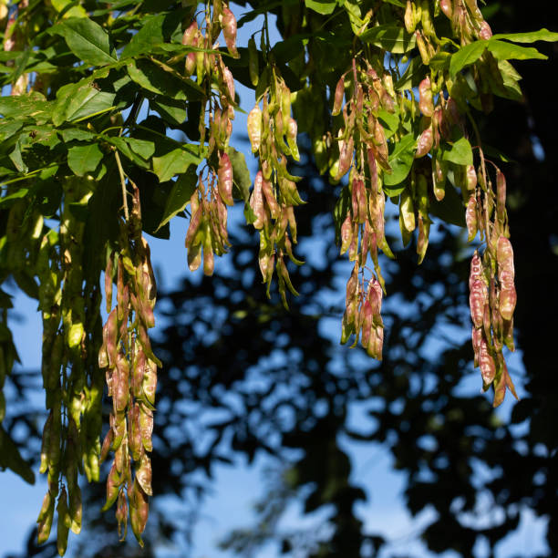 istock Laburnum Anagyroides Medicus with Seeds. 2162871479