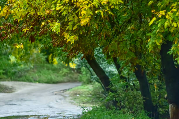 Beginning of autumn. Autumn trees by the road.