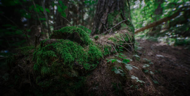 Moss on the Root of a Tree in the Forest