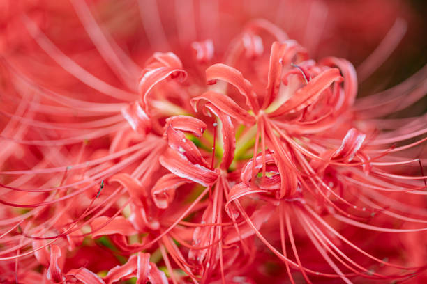 Spider lilies of Tsuya River, Gifu Prefecture