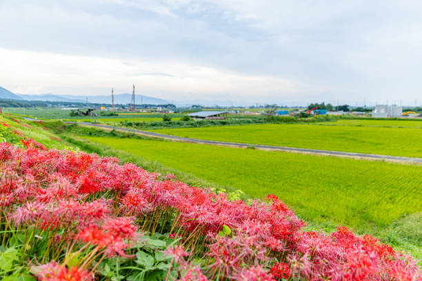 Spider lilies of Tsuya River, Gifu Prefecture