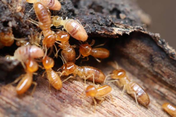 istock Termites are small insects that live in underground nests and termite mounds. Termites can consume wooden structures of a house and other parts such as wooden floors, windows, doors, and furniture. 2162872663