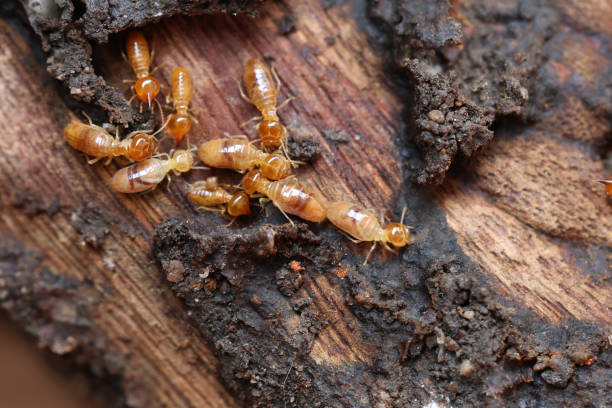 istock Termites are small insects that live in underground nests and termite mounds. Termites can consume wooden structures of a house and other parts such as wooden floors, windows, doors, and furniture. 2162872681