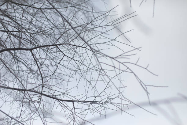 Tree branches in winter. Snow on branches. Details of winter nature. Plant is frozen.
