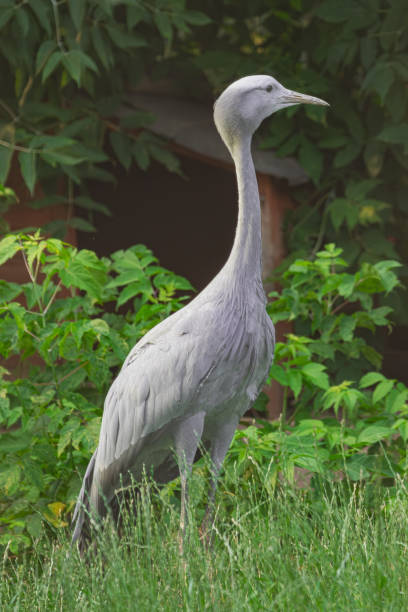 blue crane blue crane, (Grus paradisea), standing surrounded by green vegetation big blue crane stock pictures, royalty-free photos & images