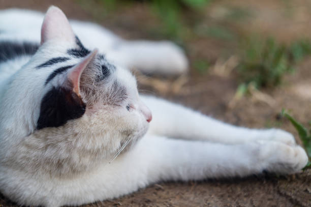 Cute cat in a bed