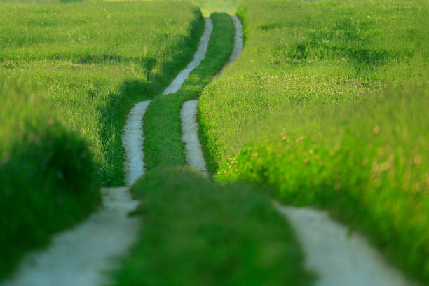 A line of trees follows a road that cuts through a vast green field. The landscape showcases the simplicity and beauty of rural scenery with vibrant green grass and neatly spaced trees.