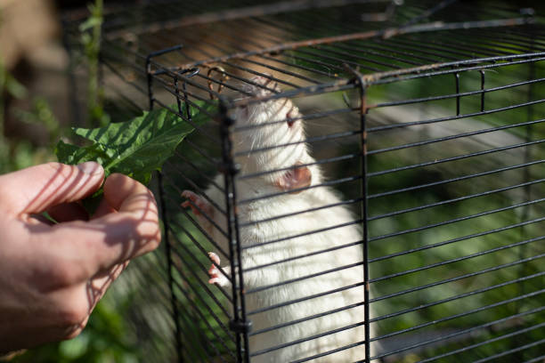 Rat in a cage. Rodent behind bars. White rat. Small size pet.