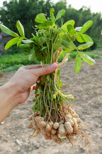 istock Holding peanut stem in the farmland 2162874529
