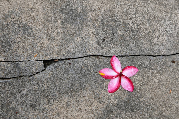 istock pink flower in the green park 2162874822
