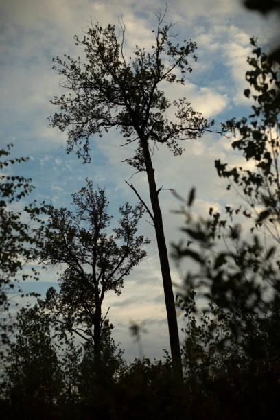 Trees in the evening in the forest. Details of wildlife. Sparse Forest. A natural object.