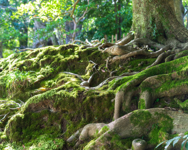 istock The Embrace of Tree Roots: Harmony in Nature 2162876130