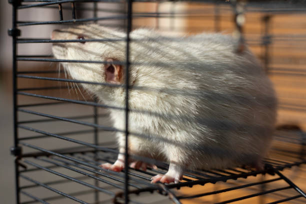 istock White rat in a cage. Rodent behind bars. Pet with white fur. 2162876178