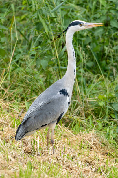 istock grey heron (Ardea cinerea) in the Netherlands 2162876360