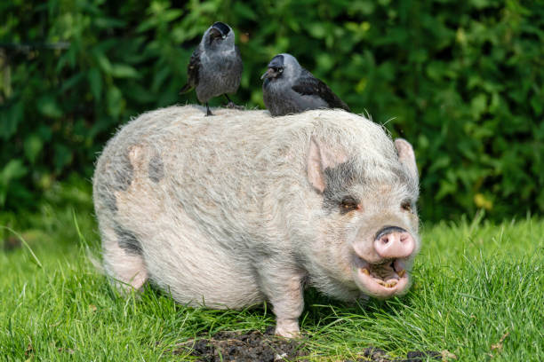 istock two western jackdaws sitting on minipig 2162876461