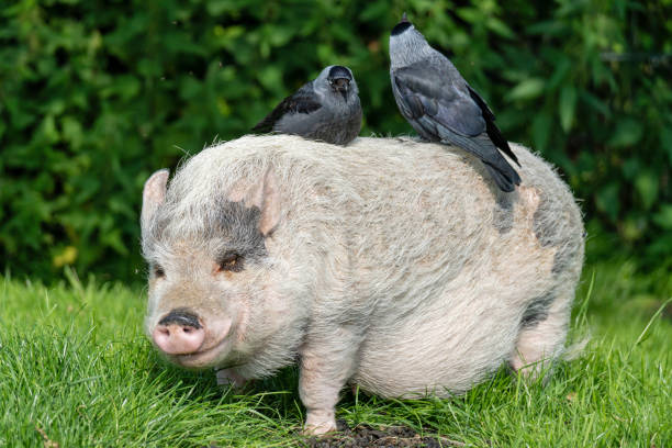 two western jackdaws sitting on minipig