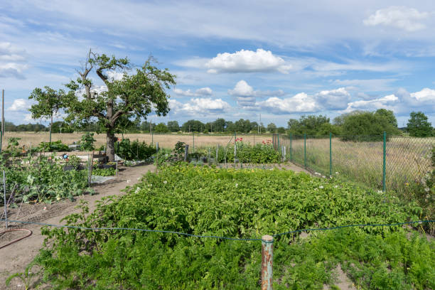 istock Vegetable garden with bushes and trees 2162876568