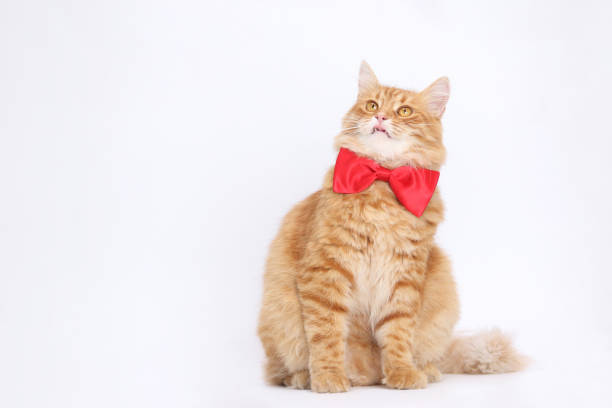 istock Surprised cat with open mouth on a white background. 2162876623