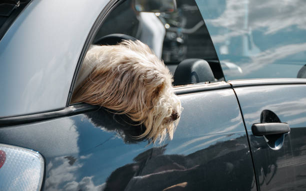 istock Dog leaning out of car window. 2162877132