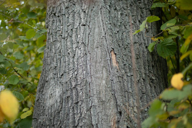 istock Tree trunk in the forest. Oak in summer. Oak bark. 2162877385