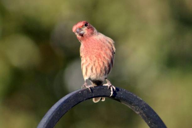 istock Male House Finch 2162877522