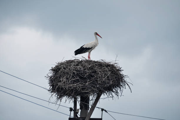 istock Stork in the nest. 2162878276