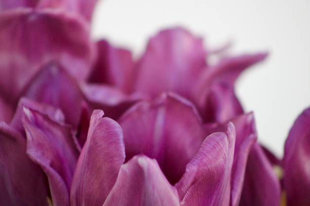 istock Purple Tulips 2162878388