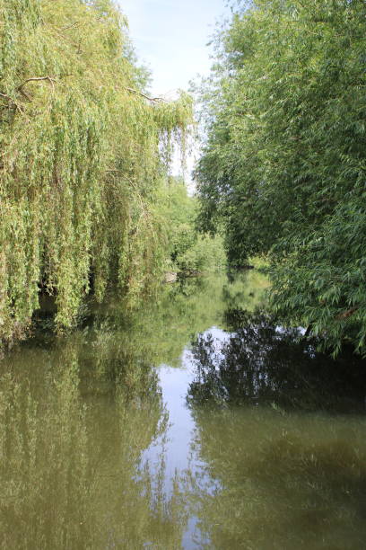 istock Canal river with overgrown trees on both sides 2162878840