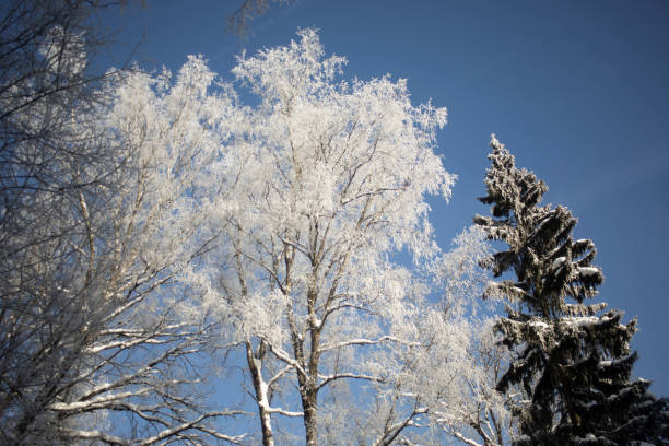 Tree branches with frost outdoors