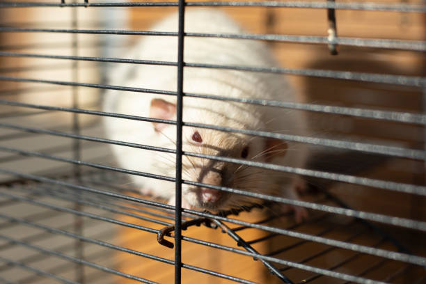 istock Rat in a cage. Mouse Behind Bars. Pet cage. 2162880523
