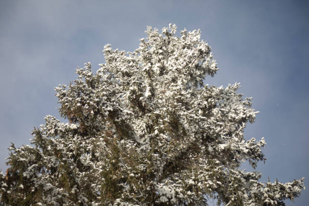 Majestic snow-capped peak under clear sky. Serene winter landscape with tall evergreen trees.