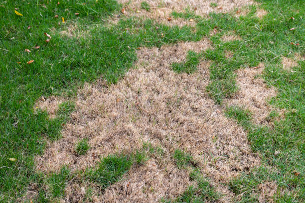 istock Lawn with Dry and Green Patches 2162880890