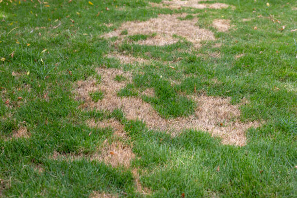 l'erba secca e danneggiata ha bisogno di cura del prato - giardino domestico foto e immagini stock
