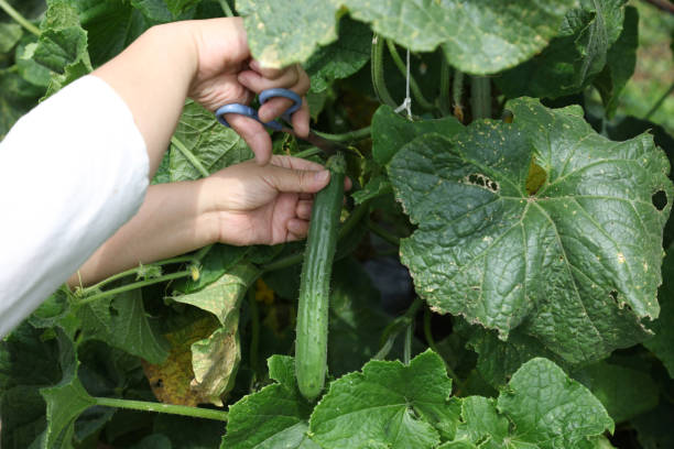 istock Woman harvesting cucumbers 2162881034
